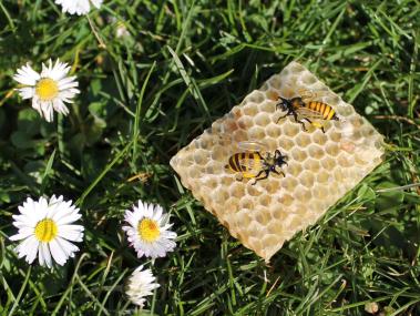 Sogar das Sortiment im Gernheimer Museumsshop passt zum Bienentag. Die kleinen Glasbienen hat Falk Bauer aus Lauscha am Bunsenbrenner hergestellt.<br>Foto: LWL / Ueckerman