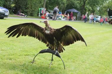 Beim Sommerfest der LWL-Klinik Dortmund zieht auch die Greifvogel-Schau erfahrungsgemäß viele Interessierte an.<br>Foto: Archiv/LWL/Herstell