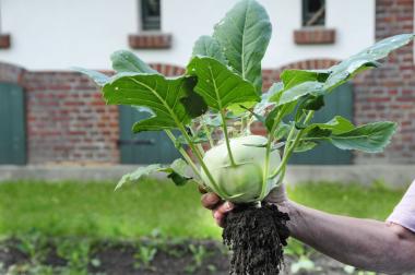 Eine Führung durch den Arbeitergarten der Zeche Zollern verspricht Tipps und Tricks rund um den Anbau historischer Gemüsesorten.<br>Foto: LWL/ Hudemann