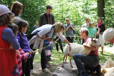 Beim Aktionstag Schafschur geht es den Schafen an die Wolle.<br>Foto: LWL/Sánchez