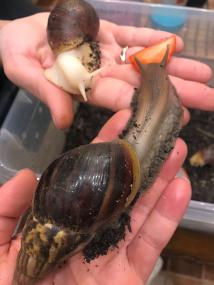 Achatschnecken sind in das Haus 3 in der LWL-Klinik Marl-Sinsen eingezogen.<br>Foto: LWL