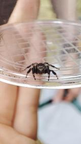 Der Dunkle Sichelspringer (Evarcha arcuata) gehört zur Familie der Springspinnen (Salticidae).<br>Foto: Marie Mohr