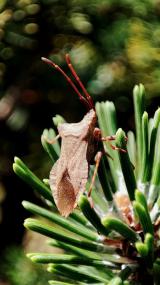 Die Exkursionsteilnehmenden suchen unterwegs nach Insekten, wie hier diese Wanze.<br>Foto: Marie Mohr 