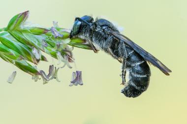 Die Natternkopf-Mauerbiene gehört zu den Insekten, die man auf Industriebrachen findet.<br>Foto: LWL/Klaus Rieboldt