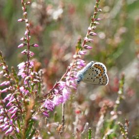 Der Idas-Bläuling- und Geißklee-Bläuling der Gattung Plebejus sind schwer zu unterscheiden. Der Falter hier sitzt auf einer Besenheide (Calluna vulgaris).<br>Foto: Timo Schlüter
