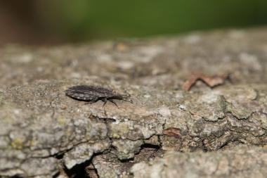 Augen auf bei toten Bäumen. Rindenwanzen (Aradidae) ernähren sich von Pilzen, die das Holz zersetzen und sind dementsprechend auf toten Bäumen zu finden.<br>Foto: Šimon Zeman