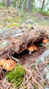 Die Redewendung "schießt es wie Pilze aus dem Boden" geht auf das schnelle Pilzwachstum in der Natur zurück, wenn milde Temperaturen und feuchte Luft das Wachstum begünstigen.<br>Foto: LWL/Mohr
