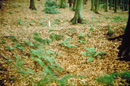 Pingen im Wald bei Obersprockhövel / Münster, LWL-Medienzentrum für Westfalen