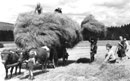 Heuernte in Burbach, zwischen 1950/1965 / Dauerleihgabe des Sauerländischen Gebirgsvereins / Münster, Volkskundliche Kommission für Westfalen, Bildarchiv