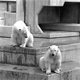 Münster: Allwetterzoo Münster, Eisbären im Beton-Freigehege, 1977 / Münster, LWL-Medienzentrum für Westfalen