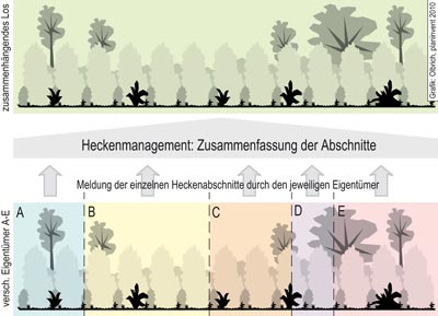 Zusammenfassung der Heckenabschnitte zu einem zusammenhängenden Los