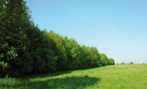 Hecke zur Einfassung eines Grünlandstandortes in Steinfurt-Hollich