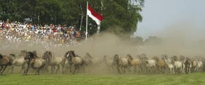 Einlauf der Herde in die Wildpferdebahn