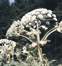 Riesen-Bärenklau