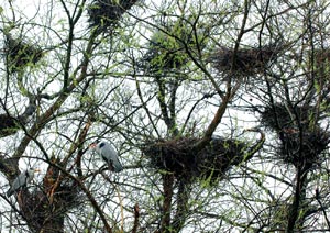 In der Graureiher-Brutkolonie stehen die Horste oft dicht beieinander