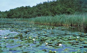 Verlandungssukzession und Schwimmblattzone im Heiligen Meer