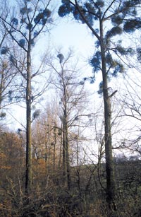 Im Zentrum der Mistellandschaft in Bönen