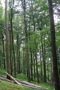 Naturwaldzelle ''An der Frauengrube'' mit Rot-Buche als dominante Baumart