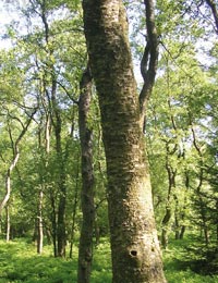 Karpatenbirken-Bruchwald im Naturschutzgebiet ''Hamorsbruch'' mit der Karpaten-Birke als dominante Baumart