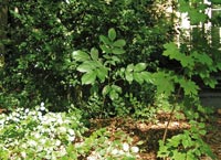 Junger Walnussbaum in der Strauchschicht eines Parkwaldes in Bochum