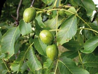 Nussfrüchte des Walnussbaums am Baum in der sie umgebenden grünen Hülle