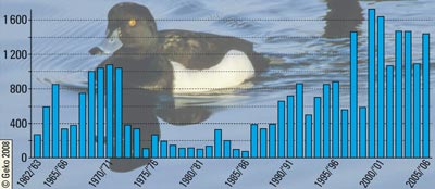 Mittlerer Bestand der Reiherente 1962/63 bis 2005/06