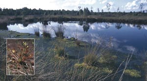 Hündfelder Moor, Sonnentau (kleines Bild)