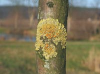 Gülleflechte mit ihren orangefarbenen Fruchtscheiben