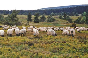 Heidschnucken am Langenberg