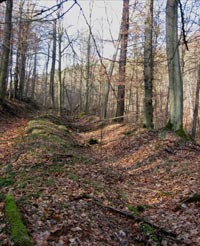 Reste einer Doppelwall-Anlage bei Arnsberg-Capune