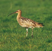 Groï¿½er Brachvogel in den Feuchtwiesen Ellewicker Feld