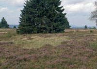 Bergheide am Kahlen Asten