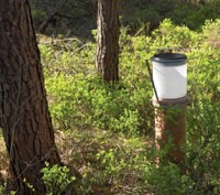 Waldmessstation mit offenem Regensammler