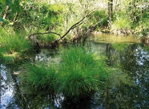 Entwicklungsziel: möglichst viele Flächen mit geringem Wasserstand anstauen