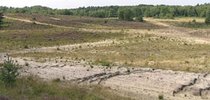 Truppenübungsplatz Borkenberge - Lebensraum gefährdeter Offenlandvogelarten