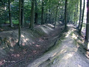 Erhaltene Landwehr zwischen Albachten und Roxel