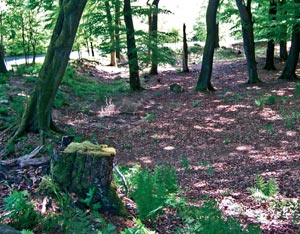 Wallburganlage der Grotenburg unterhalb des Hermannsdenkmals