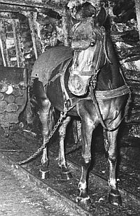 Grubenpferd 