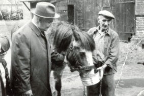 Grubenpferd Tobias 1966 in seinem Altersdomizil auf einem Kotten bei Recklinghausen mit seinem Pfleger Alfred Schwarzkopf (r.) und Bürgermeister Gerstemeier. Foto: montan.dok