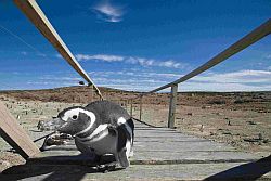 Pinguin