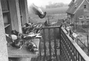 Taubenschlag auf dem Balkon. Foto: LWL